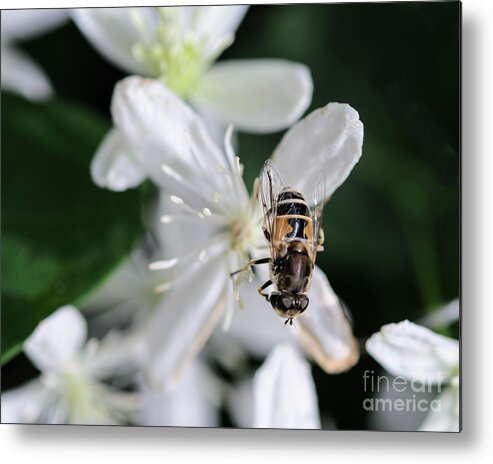Bee Metal Print featuring the photograph Bee on Sweet Autumn Clematis by Tamara Becker