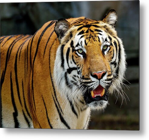 Tiger Metal Print featuring the photograph Bengal Tiger by Bill Dodsworth
