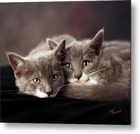 Kittens Metal Print featuring the photograph Best Friends Forever by Judi Quelland