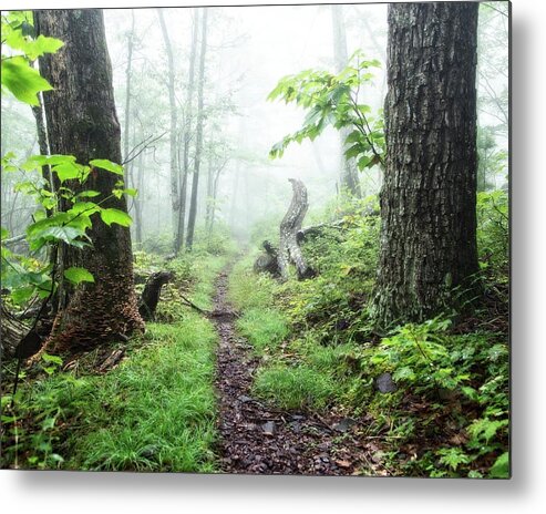 Path Metal Print featuring the photograph Between by Alan Raasch