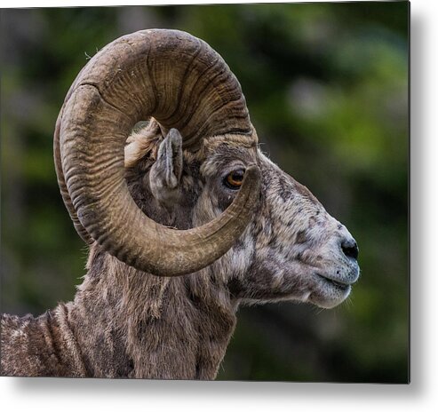 Animal Metal Print featuring the photograph Big Horn Sheep Side View Looking Right by Kelly VanDellen