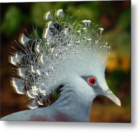 Crowned Pigeon Metal Print featuring the photograph Bird in Motion by Shannon Kunkle