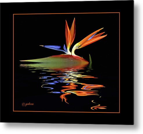 Tropical Flower Metal Print featuring the photograph Bird of Paradise on water by Geraldine Alexander