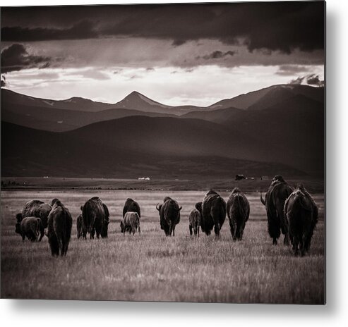 American West Metal Print featuring the photograph Bison Herd into the sunset - BW by Chris Bordeleau