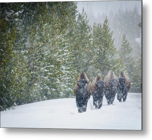 Bison Metal Print featuring the photograph Bison in Yellowstone by Roberta Kayne