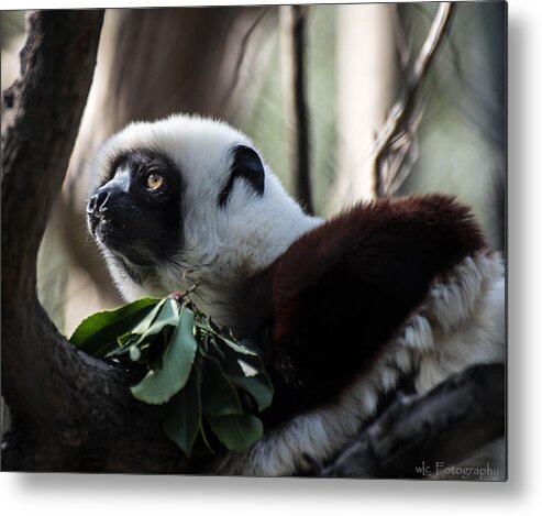 Animals Metal Print featuring the photograph Black and White Ruffled Lemur by Wendy Carrington