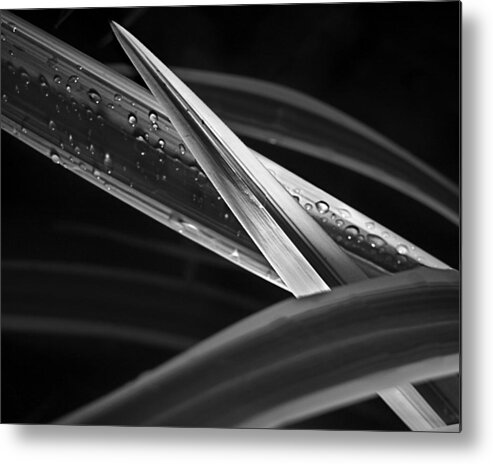 Plant Metal Print featuring the photograph Blades by Laurie Hasan