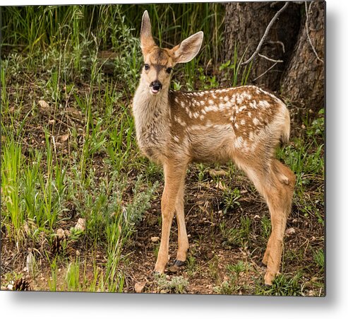 Mule Deer Metal Print featuring the photograph Blowing a Big Raspberry by Mindy Musick King