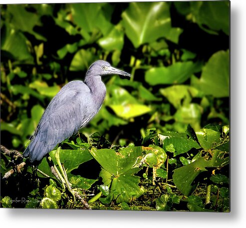 Bird Metal Print featuring the photograph Blue Heron by Phil And Karen Rispin