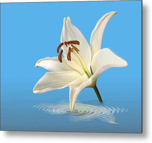 Single White Lily Metal Print featuring the photograph Blue Horizons - White Lily by Gill Billington