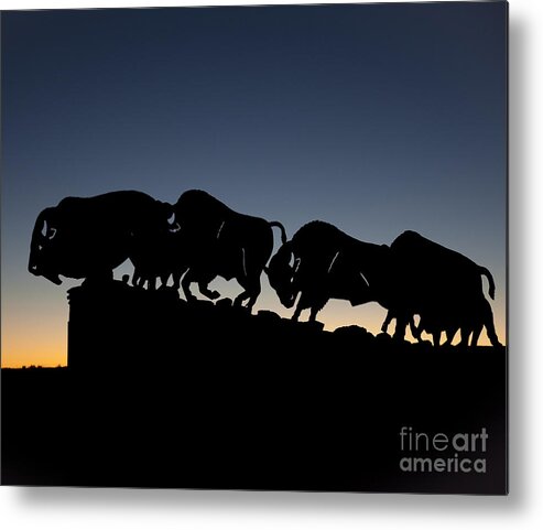 Animals Metal Print featuring the photograph Blue Hour 24x20 by Melany Sarafis