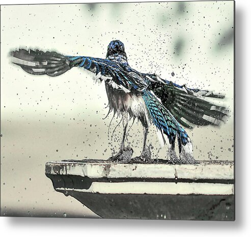 Nature Metal Print featuring the photograph Blue Jay Bath Time by Scott Cordell