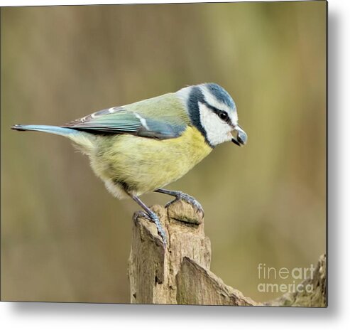  Metal Print featuring the photograph Blue Tit by Baggieoldboy