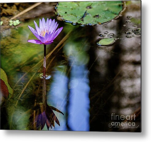 Flower Metal Print featuring the photograph Blue Water Lily by Les Greenwood