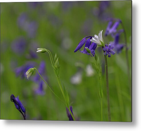 Bluebells Metal Print featuring the photograph Bluebells and Stitchwort by Diane Fifield