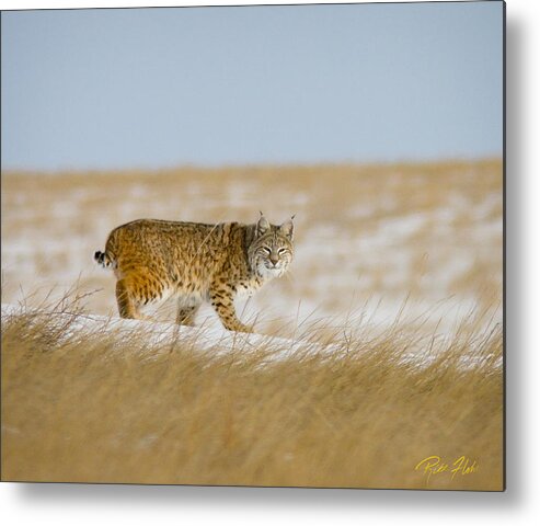 Animals Metal Print featuring the photograph Bobcat in Sunlight by Rikk Flohr