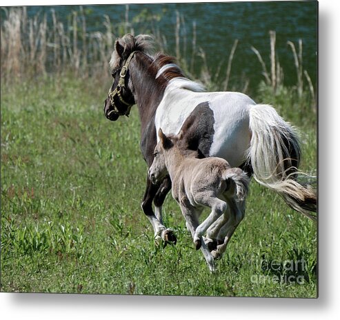 Horse Metal Print featuring the photograph Born to Run by Amy Porter