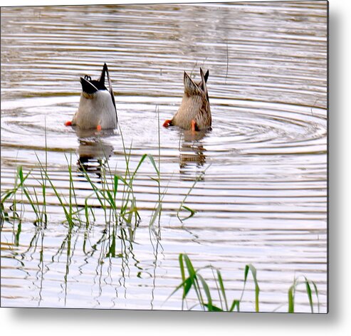 Wildlife Metal Print featuring the photograph Bottoms Up by Vm Vassolo