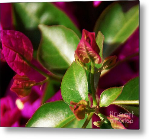Bougainvillea Metal Print featuring the photograph Bougainvillea by Linda Shafer