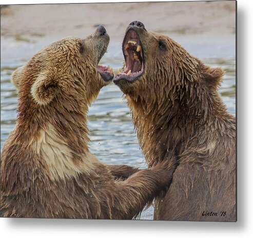 Brown Bears Metal Print featuring the photograph Brown Bears4 by Larry Linton