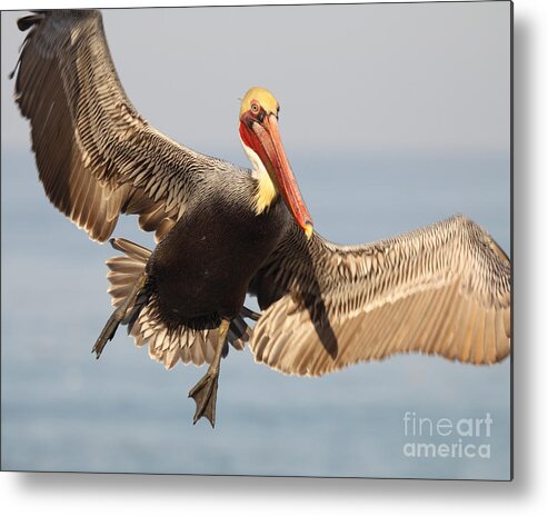 Pelican Metal Print featuring the photograph Brown Pelican Putting On The Brakes by Max Allen