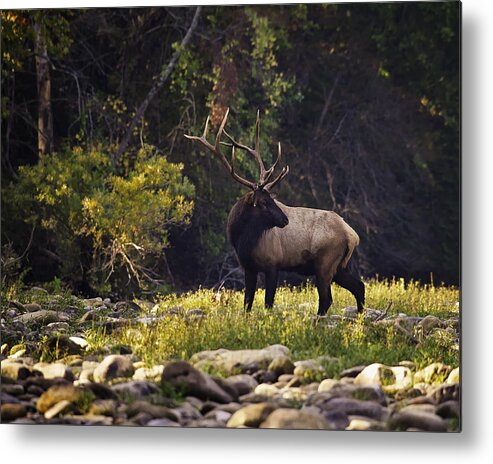 Bull Elk Metal Print featuring the photograph Bull Elk Checking for Competition by Michael Dougherty