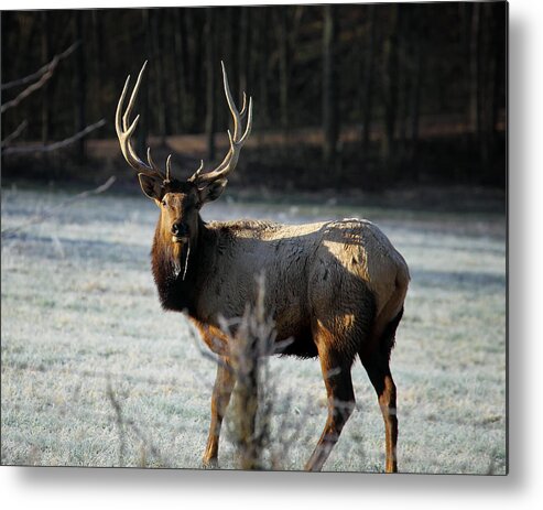 Bull Elk Metal Print featuring the photograph Bull Elk in Frosty Field by Michael Dougherty