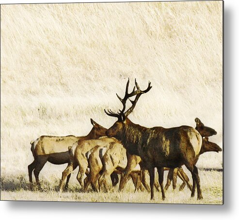Landscape Metal Print featuring the photograph Bull Elk by Karen W Meyer