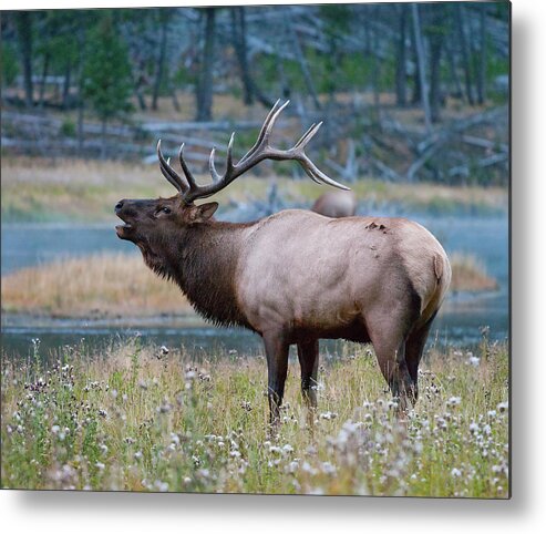 Antelope Metal Print featuring the photograph Bull Elk Next to River by Wesley Aston