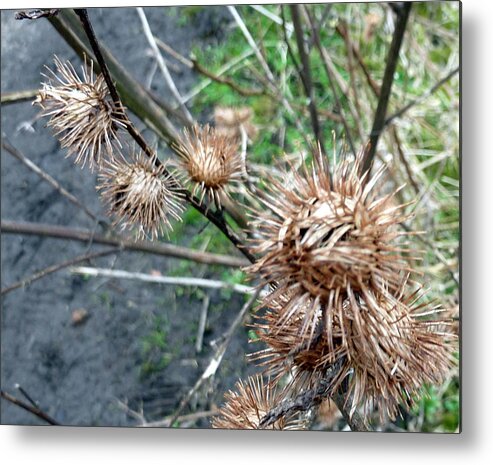 Plant Metal Print featuring the photograph Bur by Lukasz Ryszka