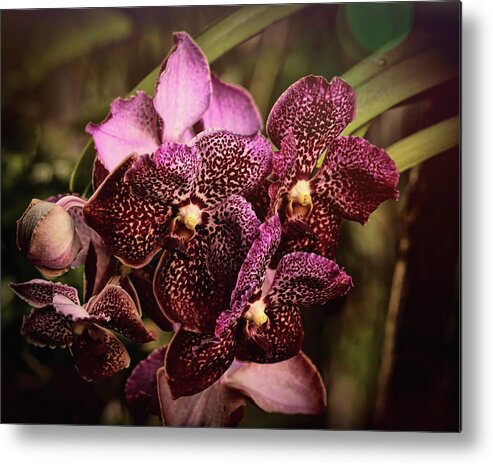 Orchids Metal Print featuring the photograph Burgundy Treasures by Judy Vincent