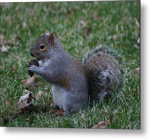 Squirrel Metal Print featuring the photograph Buried Treasure Found by Robert E Alter Reflections of Infinity