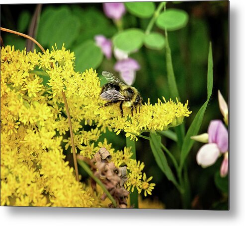 Bumble Bee Print Metal Print featuring the photograph Busy as a Bee Print by Gwen Gibson