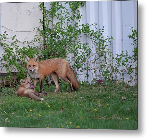 Foxes Metal Print featuring the photograph But Mom by ChelleAnne Paradis