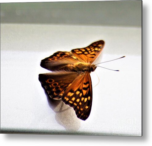 Butterflies Metal Print featuring the photograph Butterfly on my car1 by Merle Grenz