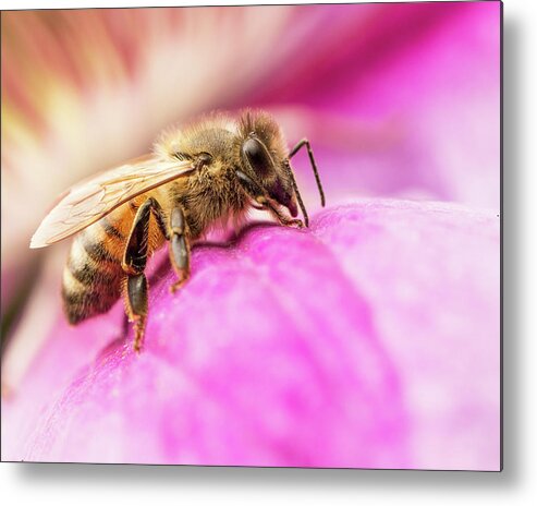 Nature Metal Print featuring the photograph Buzz by Bob Cournoyer