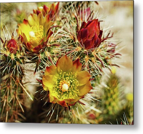 Cactus Flower Metal Print featuring the photograph Cactus Flower by Matthew Urbatchka