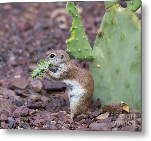 Round-tailed Ground Squirrel Metal Print featuring the photograph Cactus for dinner by Ruth Jolly