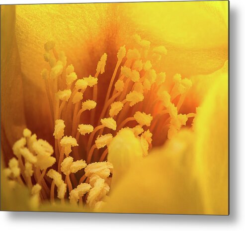 Closeup-closeup Metal Print featuring the photograph Cactus Pollen by Len Romanick