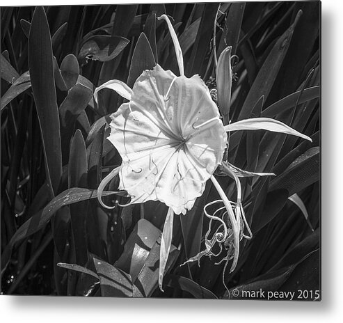 Black & White Metal Print featuring the photograph Cahaba Lily by Mark Peavy