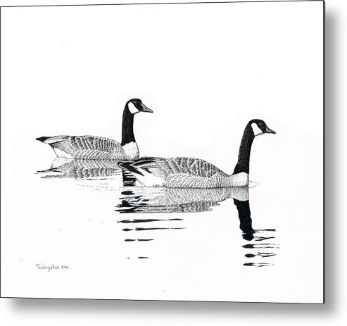 Canada Geese Metal Print featuring the drawing Canada Geese by Timothy Livingston