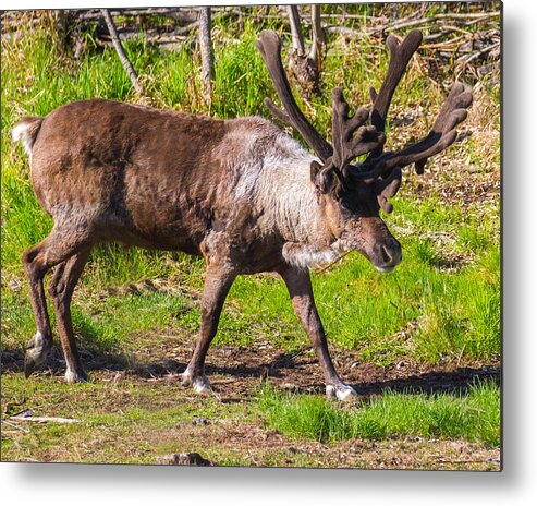Caribou Metal Print featuring the photograph Caribou Antlers in Velvet by Allan Levin