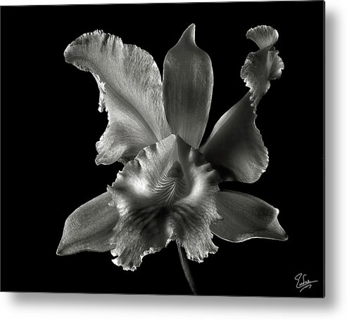 Flower Metal Print featuring the photograph Catalea Orchid in Black and White by Endre Balogh