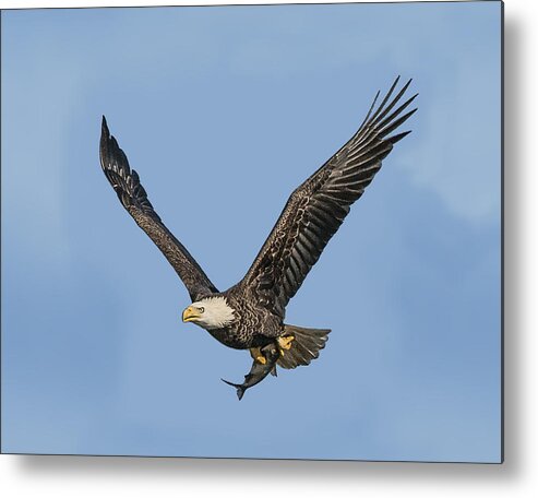 Bird Metal Print featuring the photograph Catch Of The Day by William Bitman