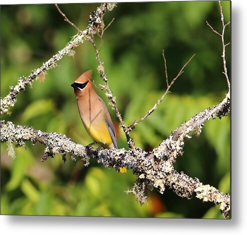 Cedar Waxwing Metal Print featuring the photograph Cedar Waxwing by Carol Montoya