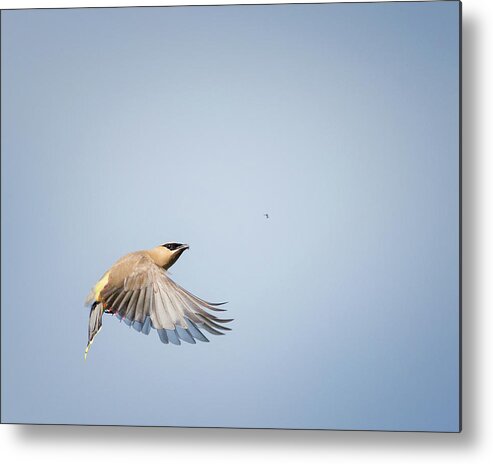 Birds In Flight Metal Print featuring the photograph Cedar Waxwing in Flight by Bill Wakeley