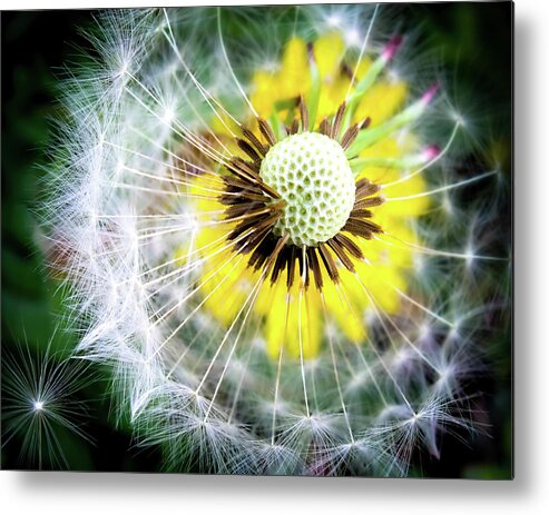 Dandelions Metal Print featuring the photograph CELEBRATION of NATURE by Karen Wiles