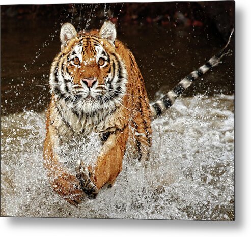 Siberian Metal Print featuring the photograph Siberian Tiger Charging 1 by Steven Upton