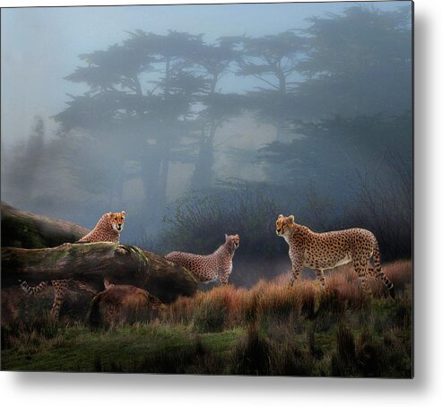 Safari Metal Print featuring the photograph Cheetahs in the Mist by Melinda Hughes-Berland