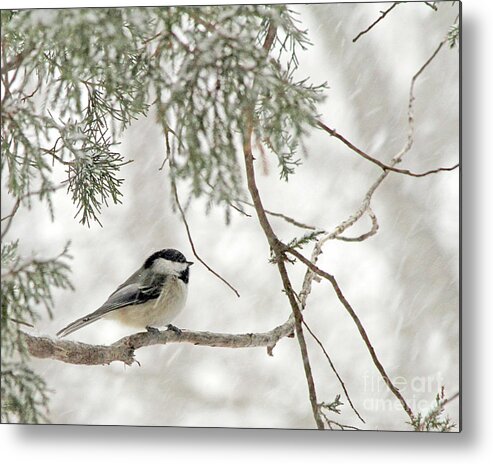 Chickadee Metal Print featuring the photograph Chicadee in a Snow Storm by Paula Guttilla